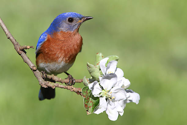 Eastern Bluebird Male Eastern Bluebird (Sialia sialis) in an apple tree with flowers bluebird bird stock pictures, royalty-free photos & images