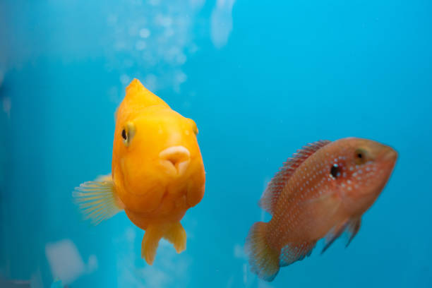 Orange fish in the aquarium