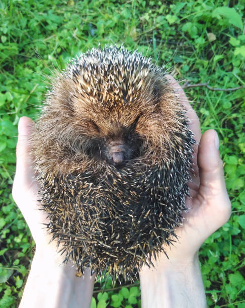istock Hedgehog is a ball in hand 1155185193