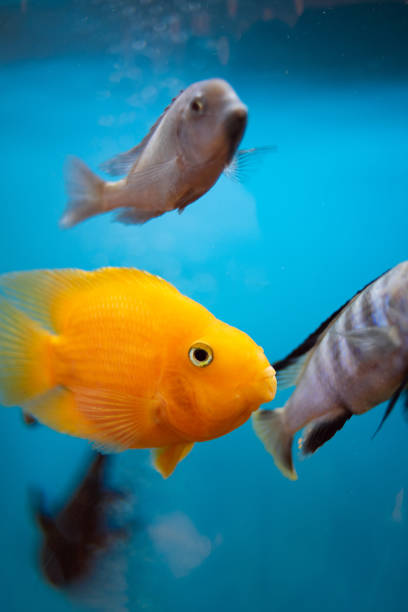 Orange fish in the aquarium