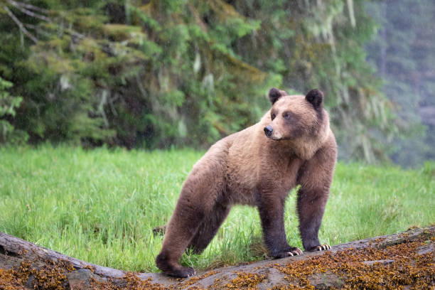 istock Grizzly Bear in the rain in Canada's Great Bear Rainforest 1155185235