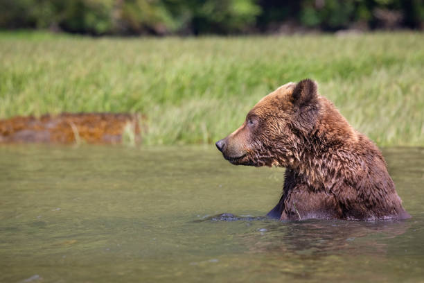 Brown Bear, Ursus arctos, Khutzeymateen Provincial Park, British Columbia, Canada