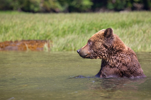 A big grizzly swimming in the river in Alaska, in autumn