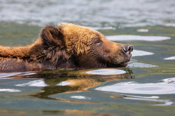 Brown Bear, Ursus arctos, Khutzeymateen Provincial Park, British Columbia, Canada
