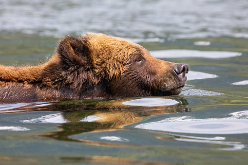 Brown Bear, Ursus arctos, Khutzeymateen Provincial Park, British Columbia, Canada