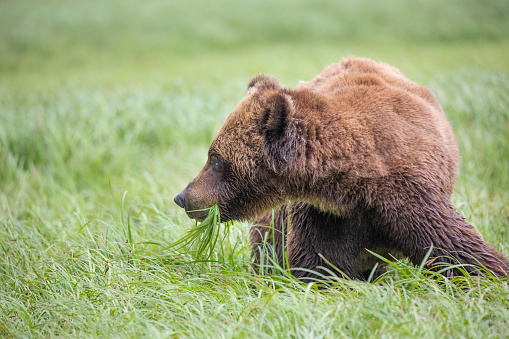 Brown Bear, Ursus arctos,\nKhutzeymateen Provincial Park, Great Bear Rainforest, British Columbia, Canada