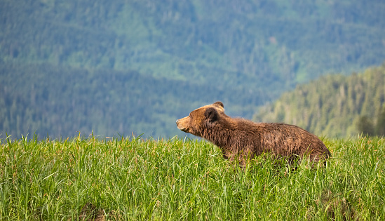 Brown Bear, Ursus arctos

Khutzeymateen Provincial Park, Great Bear Rainforest, British Columbia, Canada