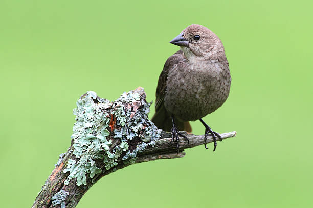 vogel auf einem ort - braunkopf kuhstärling stock-fotos und bilder