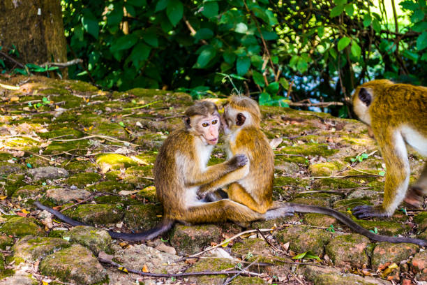 istock Monkeys in Sigiriya, Sri lanka 1155186419
