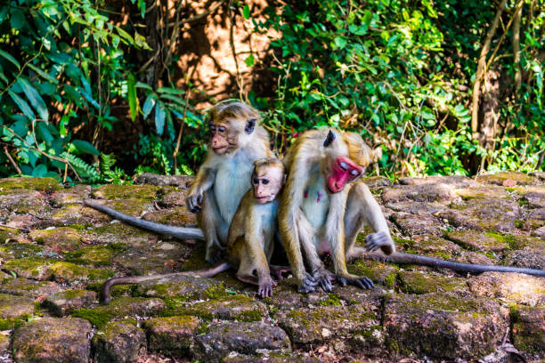 istock Monkeys in Sigiriya, Sri lanka 1155186576