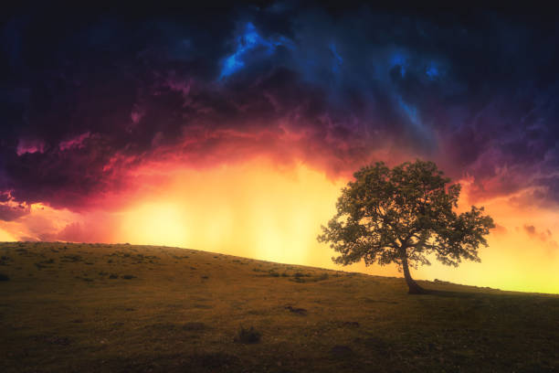 istock landscape background of lonely tree on hill with dramatic sky 1155187552