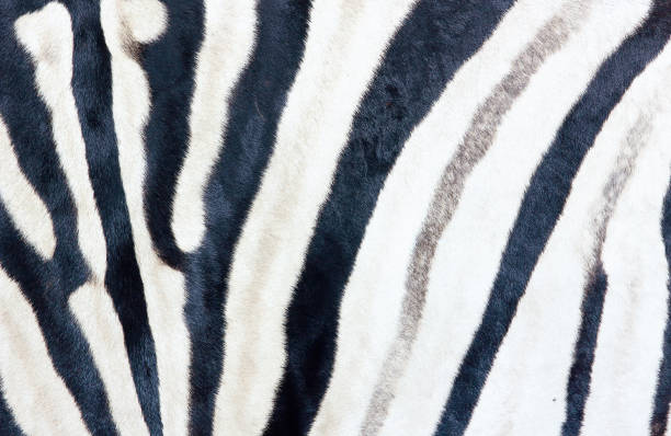 istock Plains zebra print, large shot, natural Zebra background 1155187654