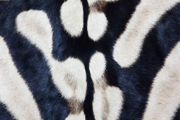 istock Plains zebra print, large shot, natural Zebra background 1155187698