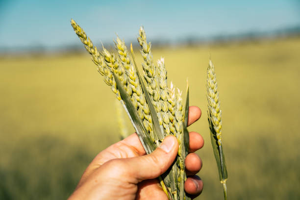 istock Wheat Field for Feeding the Planet 1155187785