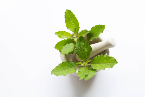 istock Holy basil leaves in porcelain mortar on 1155191153