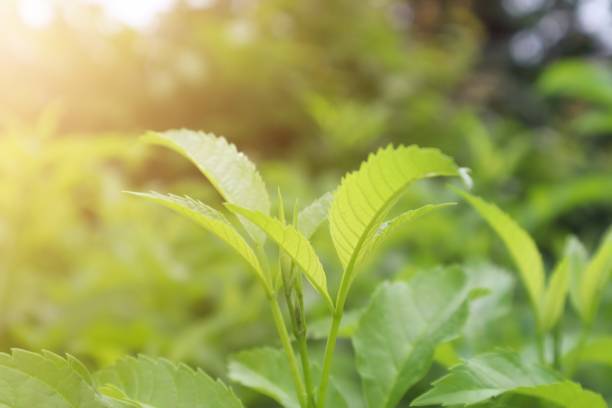 istock Green leaves with flare light 1155191442