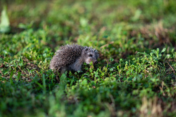 Cute Hedgehog funny on the meadow in the nature at sun light background ,travel concept together stock photo