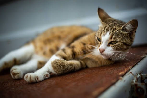istock The cat rests in the foyer 1155192988
