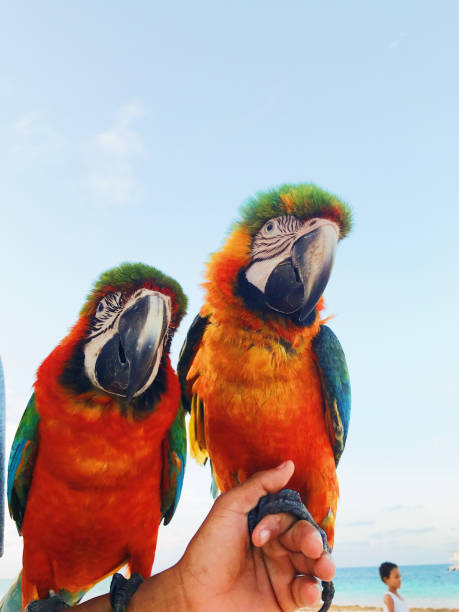 istock Man holds two colorful macaw parrots on his arm 1155193800