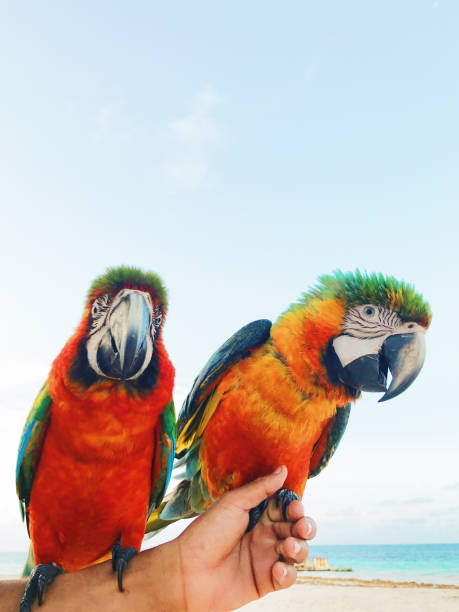 istock Man holds two colorful macaw parrots on his arm 1155193904