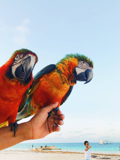 istock Man holds two colorful macaw parrots on his arm 1155193919