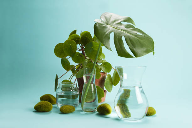 istock pilea peperomioid monstera rock grass and water 1155194705