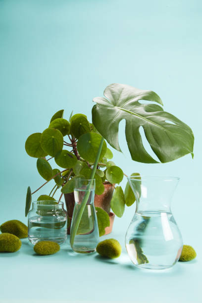 istock pilea peperomioid monstera rock grass and water 1155194710