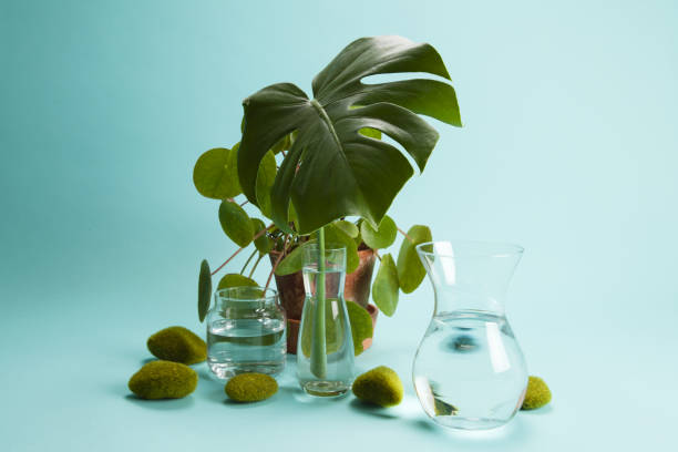 istock pilea peperomioid monstera rock grass and water 1155194731