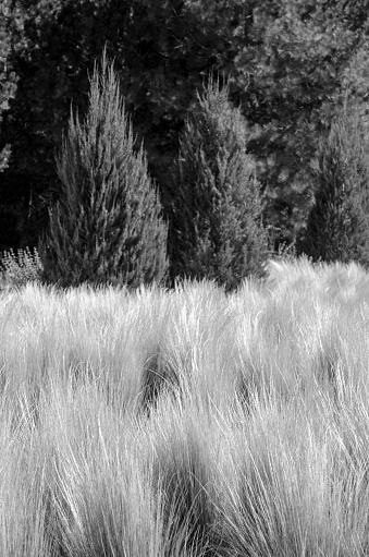 Abstract dried yellow ornamental grasses blowing in the wind background captured in black and white