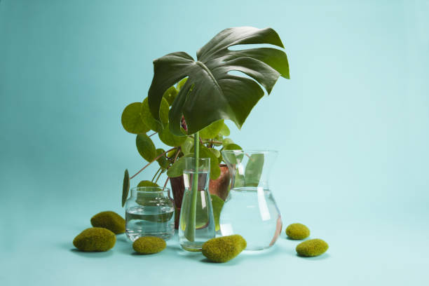 istock pilea peperomioid monstera rock grass and water 1155194960