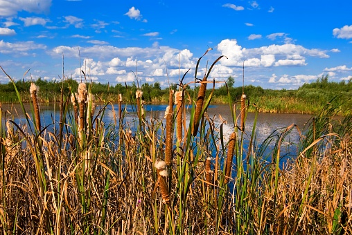 reed on a lake