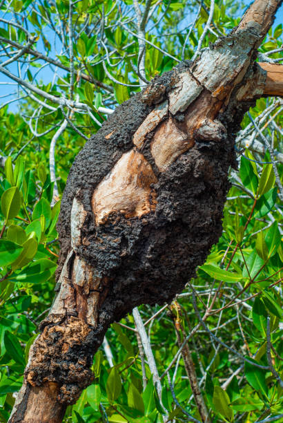 istock Termite mound on mangrove trunk in the biosphere 1155196628
