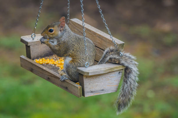 Backyard squirrel helping himself to a snack on the feeder