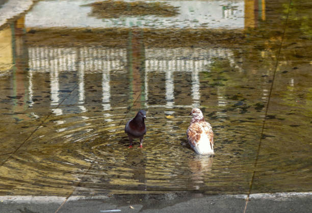 Urban pigeons bathing in a puddle after rain. City birds  standing in water on a hot summer day.