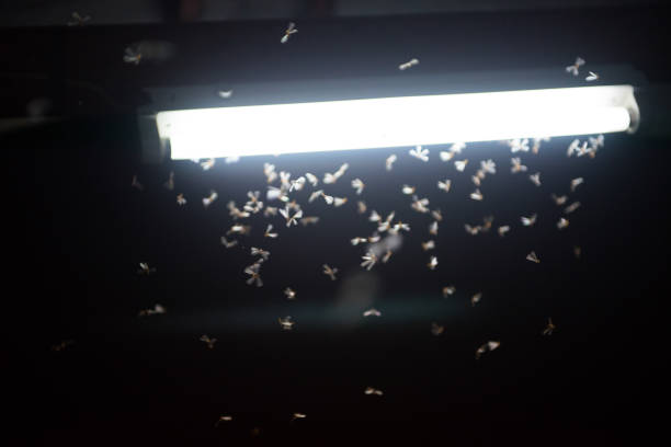 istock moth flying in the fire ,the neon light in night time, it's raining time. 1155198401
