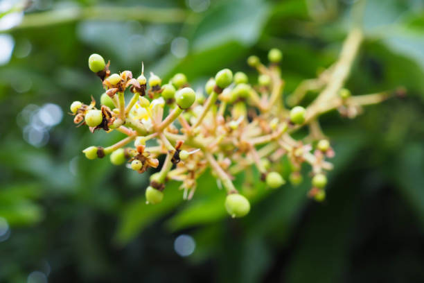 istock Mango flower inflorescence - Thailand 1155199700