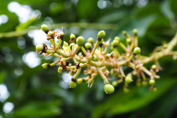istock Mango flower inflorescence - Thailand 1155199724