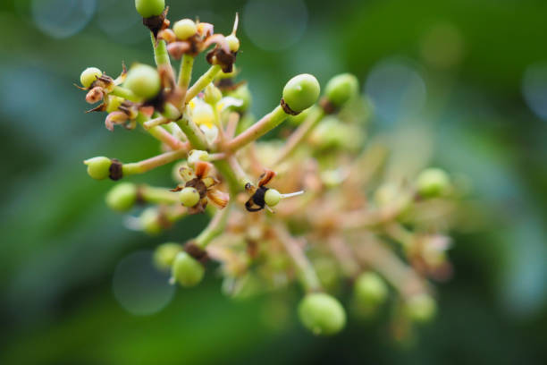 istock Mango flower inflorescence - Thailand 1155199742
