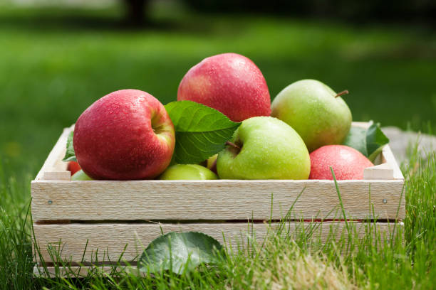 istock Fresh garden green and red apples in box 1155199792