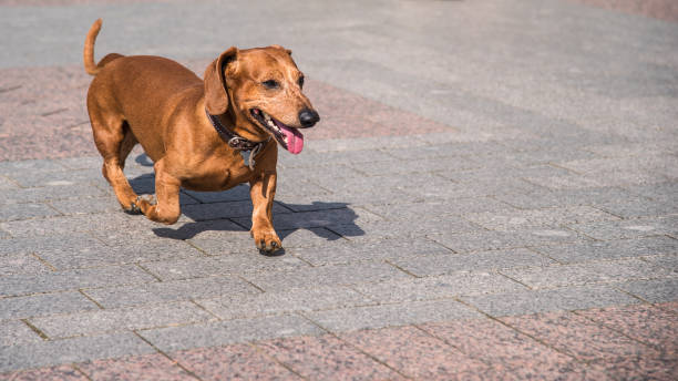 Red-haired dachshund runs down a cobbled street, close-up