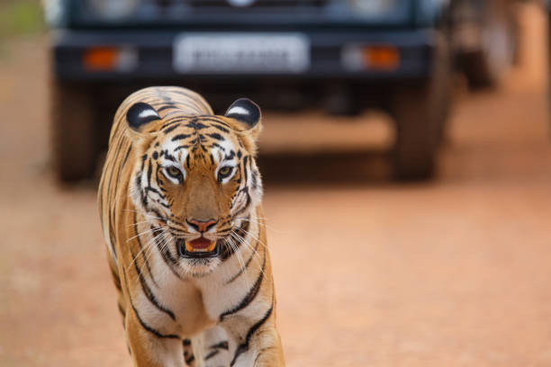 istock female tiger in Tadoba NP in India 1155201671