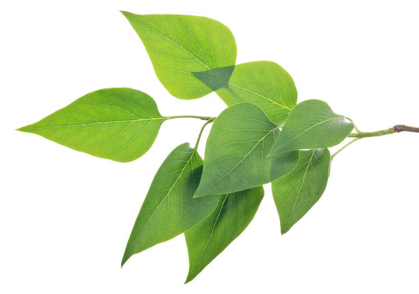 istock branch with eight green leaves 1155201687