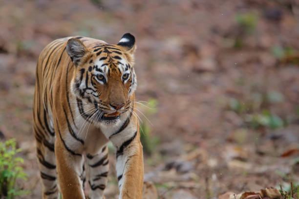 istock female tiger in Tadoba NP in India 1155201701