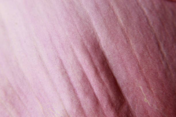 Lotus petal backgrounds.