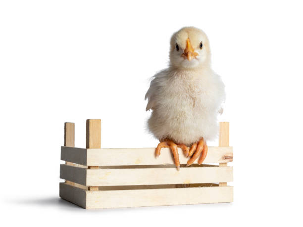 istock Yellow baby chick on white 1155202934