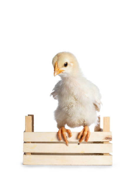 istock Yellow baby chick on white 1155202935