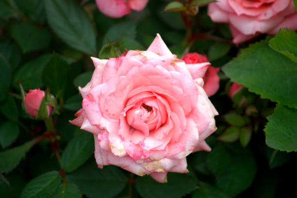 istock Image of a pink rose 1155203274