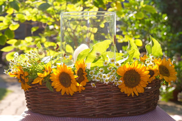 istock Beautiful sunflowers 1155204075