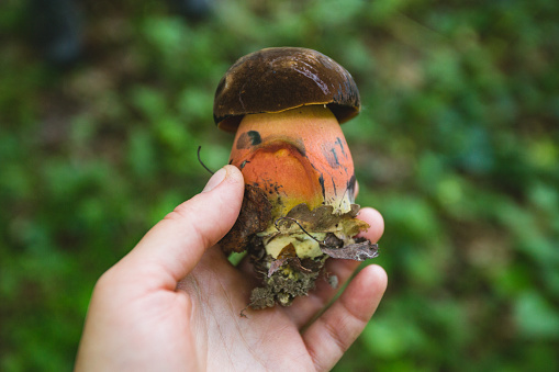 Days of rain, in Alaska, have cause an invasion of mushrooms. A natural process in decay, these mushrooms offer an amazing example of natural beauty.