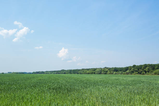 Unripe rye field. Summer sunny day landscape
